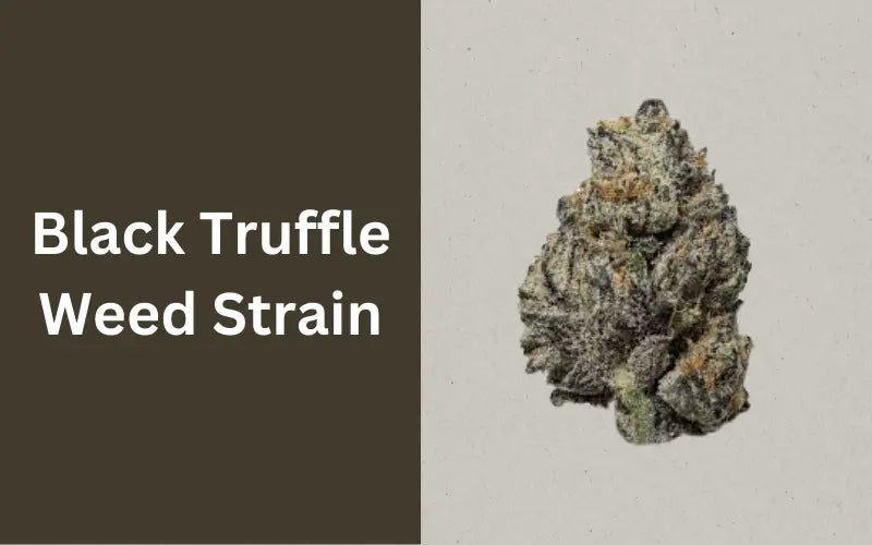 Black Truffle Strain Guide: Origin, Characteristics, and Effects