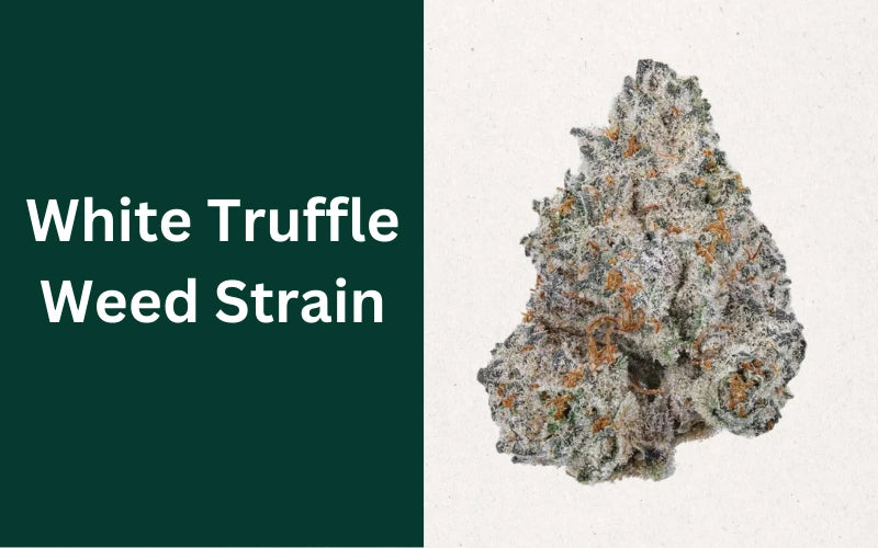 White Truffle Strain: History, Characteristics and Effects